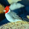 Red-crested cardinal perched on rocks