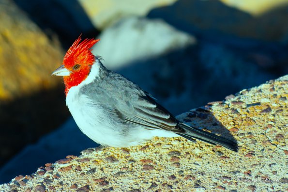 Red-crested cardinal perched on rocks