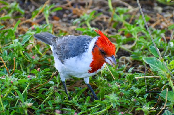 Red-crested cardinal