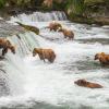 Brown bears in Alaska gather around Brooks waterfalls