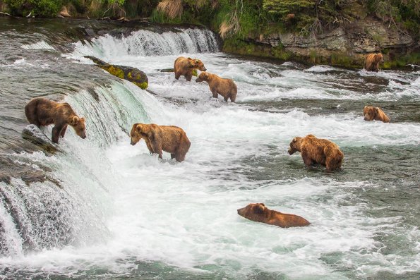 Brown bears in Alaska gather around Brooks waterfalls